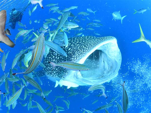 Whale Shark